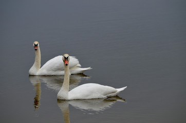 Couple of white swans in a water, beautiful animal, love, family photo