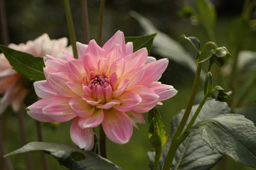 Fototapeta premium Pinkflower