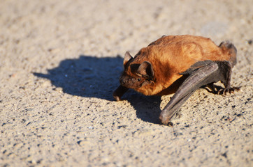 Flittermouse on the ground, photo