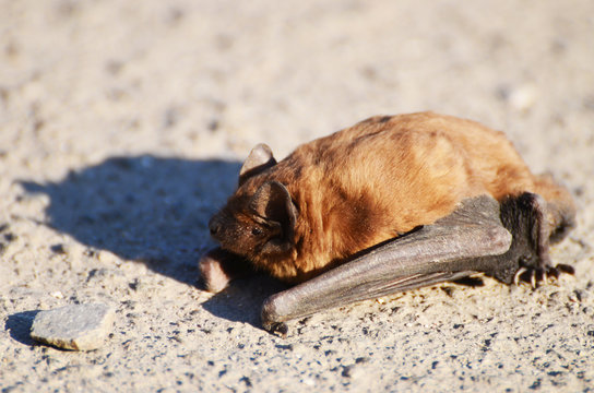 Flittermouse on the ground, photo