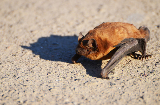Flittermouse on the ground, photo