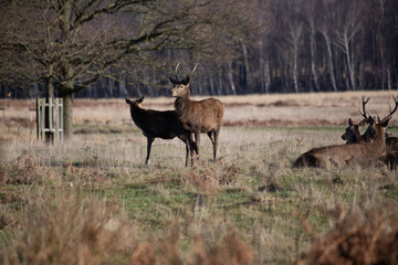 deer in richmond park