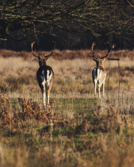 deer in richmond park