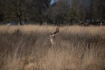 Naklejka na ściany i meble deer in richmond park