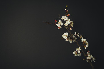 Flowering Apricot Sprig on the Black Background.