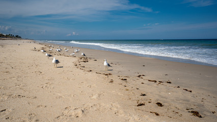 Fototapeta na wymiar Seagulls on the Beach