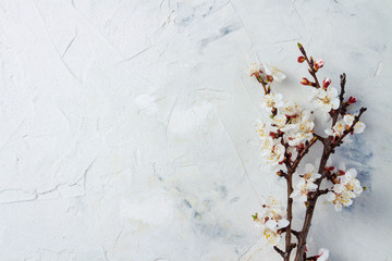 On a white background a sprig of flowering apricot.