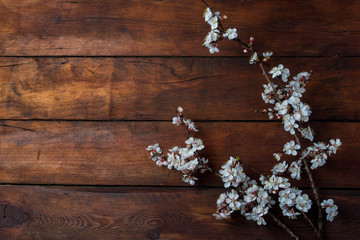 Obraz na płótnie Canvas Sakura branches with flowers on a dark wooden background. Flat lay, top view