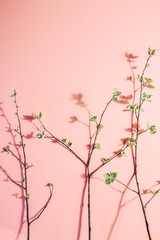 Branches with blooming leaves on pink pastel background. Spring minimalism. Creative layout.
