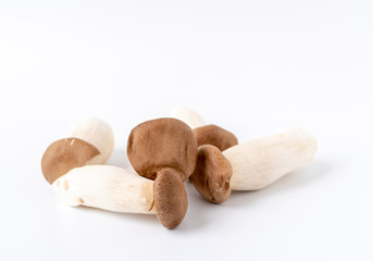 King Oyster Mushroom on white background.