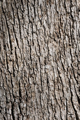  close-up of a tree bark