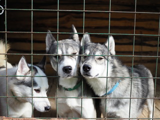 husky peeking out from behind the iron bars of the fence clinging to each other