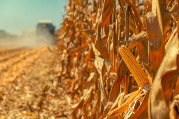 Combine harvester is harvesting corn crops