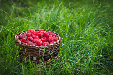 Fototapeta na wymiar ripe raspberries in a basket in the green grass outdoors