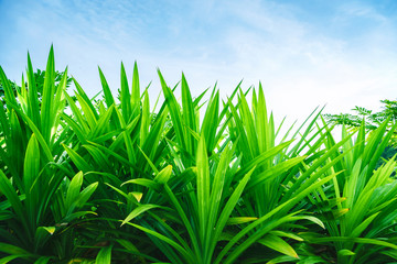 Leaves of the pandanus tree. The greenish leaves is color of chlorophyll for food-coloring., Green grass and blue sky.