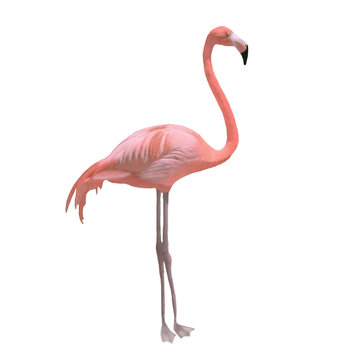Pink flamingo watercolor hand drawn