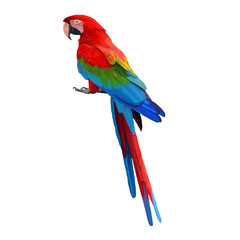 Parrot watercolor hand drawn