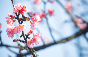 beautiful cherry blossoms