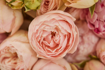 close up of pink peonies with selective focus