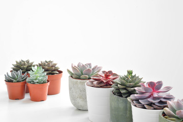 Green plants, succulents, in cement concrete pots stand in a row on a white background. The concept of a flower shop, gifts for women and the protection of nature.