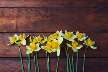 Daffodils on a dark wooden background. Flat lay, top view