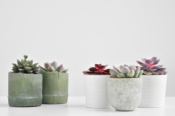 Obraz na płótnie Canvas Green plants, succulents, in cement concrete pots stand in a row on a white background. The concept of a flower shop, gifts for women and the protection of nature.