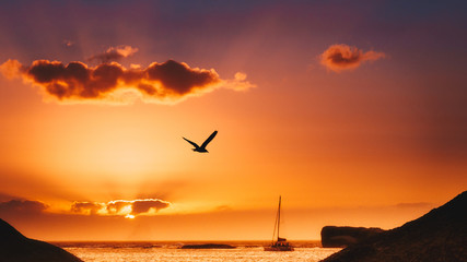 Bird silhouette at sunset on the beach.