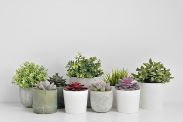 Green plants, succulents, in cement concrete pots stand in a row on a white background. The concept of a flower shop, gifts for women and the protection of nature.