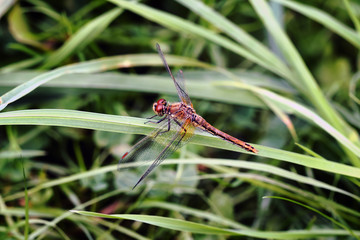 Dragonfly on the grass