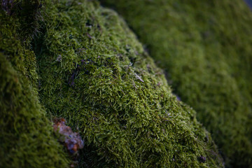 Close up of moss on a tree.