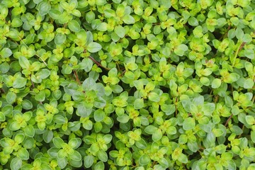 Thymus leaves as background, green organic texture