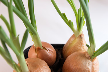 fresh spring onions on white background