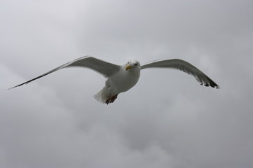 Möwe