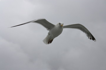Möwe