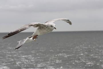 Möwe