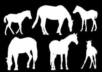 six white horses silhouettes on black