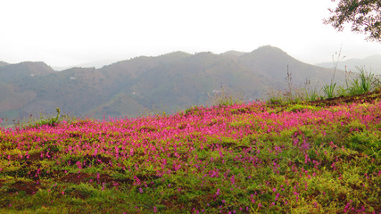 Pink flowering weed in Andalusian meadow