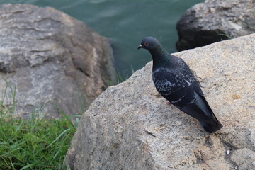 Bird