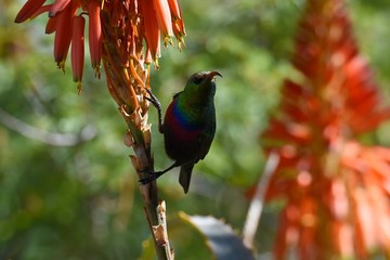 Bindennektarvogel (cinnyris mariquensis) in Namibia