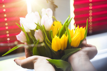 schöne Tulpen in den Händen