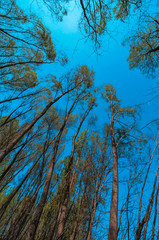 Looking at tall trees