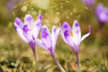The bloom of the first spring flowers of saffron, crocuses.  Close-up. Selective soft focus.