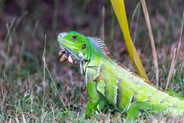 Saint Vincent and the Grenadines, young iguana with ticks