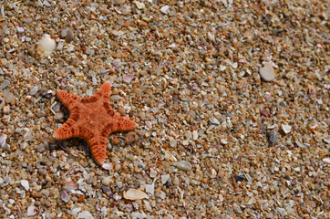 Starfish sun bathing on the sea shore in an island against grainy beach with broken sea shells