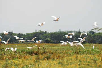 Close up of a white stork or Ciconia ciconia on a green natural background