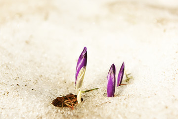 The bloom of the first spring flowers of saffron, crocuses  making their way in the snow.  Close-up. Selective soft focus.