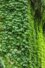 leaves of ivy covering the wall