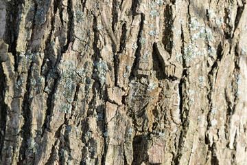 Tree bark illuminated by the sun texture background close up
