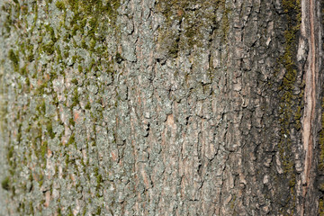 Tree bark covered with green moss texture background close up