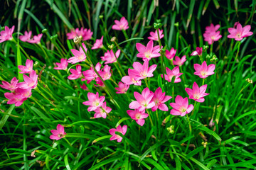 purple flowers in the garden, Zephyranthes blossom against a green grassy background.